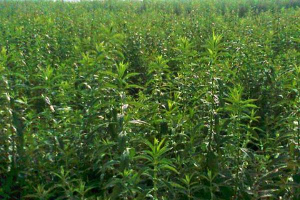 地参种植条件和方法，南方全年可种，北方4月种