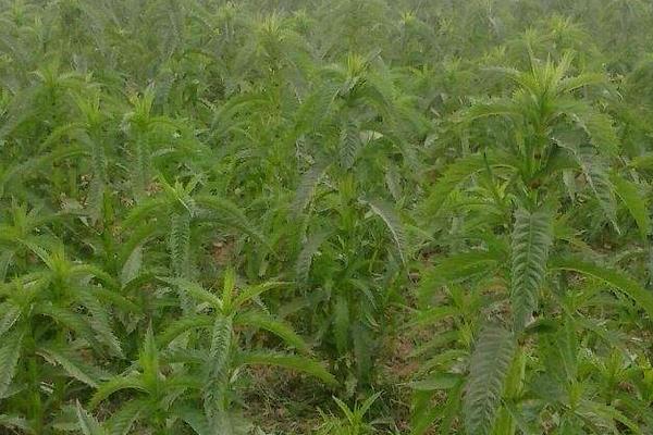 地参种植条件和方法，南方全年可种，北方4月种
