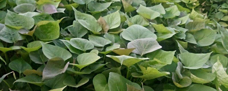 如何育红薯苗（什么时候种）？红薯苗多少钱一棵？