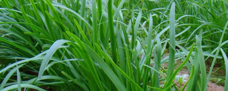 韭菜籽（种子）怎么种植方法，怎么种发芽快