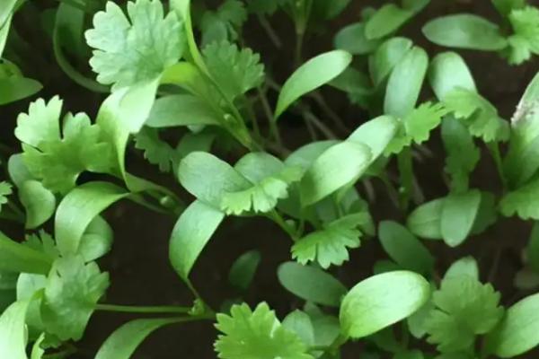 不愁销路的种植项目