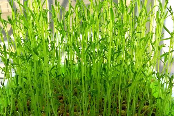 松柳的种植流程