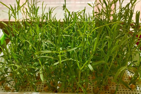 松柳的种植流程